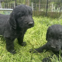 Boy4 - Black male Flat-Coated Retriever puppy in Medina, Ohio from Dahlia Lane Border Collies and Exotic Flat Coated Retrievers