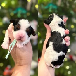 Harvest - Tri-color female Cavapoo puppy in Linden, Michigan from Maple Drive Doodles