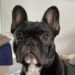 French Bulldog Puppies from Peaceful Prayers French Bulldogs