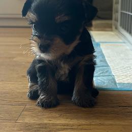 Yorkshire Terrier puppies from WESTWAY Yorkies