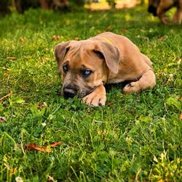 MIKASA - Fawn female Boerboel puppy in Pennsylvania from Cold River Boerboels