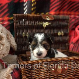 Biewer Terrier Puppies from Biewer Terriers of Florida Dawn