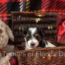Biewer Terrier Puppies from Biewer Terriers of Florida Dawn