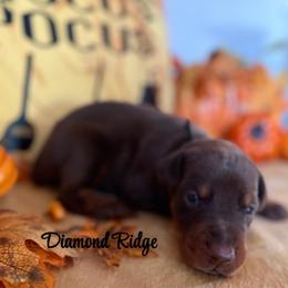 Boy 2 - Red and rust male Doberman Pinscher puppy in Winamac, Indiana from DIAMOND RIDGE DOBERMANS