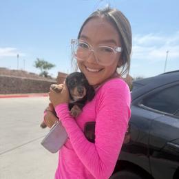 Blue And Cream Male - Blue and cream male Dachshund puppy in Horizon City, Texas from Willipaws