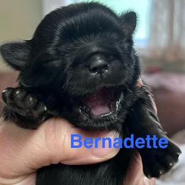 Bernadette - Black female Shih Tzu puppy in Bloomfield, Indiana from Meihem Pups