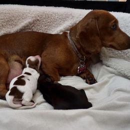 Dachshunds from East Coco Mini Dachshunds