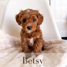 Betst - Red  female Goldendoodle puppy in Melba, Idaho from KZ Doodles