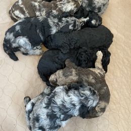 Bernedoodle and Poodle Puppies from Crider’s Critters
