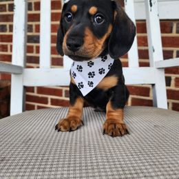 Dachshund Puppies from Yadkin Valley Dachshunds
