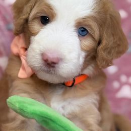 Nora - Red female Bernedoodle puppy in Yuciapa, California from AlltheDoodlez_
