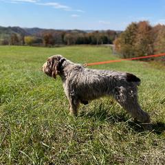 Spinoni Italiani from Boones Creek Spinoni