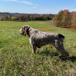 Spinoni Italiani from Boones Creek Spinoni