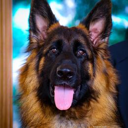 Essie - Black and red female German Shepherd puppy in Alvarado, Texas from King Of Zion German Shepherds