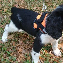 English Springer Spaniels from Settoon Springer Spaniels