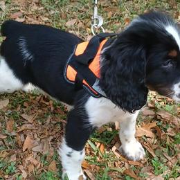 English Springer Spaniels from Settoon Springer Spaniels