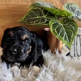 Nellie Jo - Black female Saint Berdoodle puppy in Mesa, Arizona from Desert Bohunk Doodles and Branded Bullies