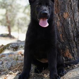 Aurora - Black female German Shepherd puppy in Coarsegold, California from Yosemite Shepherds