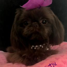 Chantilly/Tilly - Shih Tzu