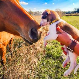 Silken Windhound and Whippet Puppies from Ashley