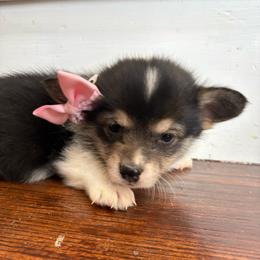 Orange Collar - Black and tan female Pembroke Welsh Corgi puppy in Abingdon, Virginia from Em-K Kennels