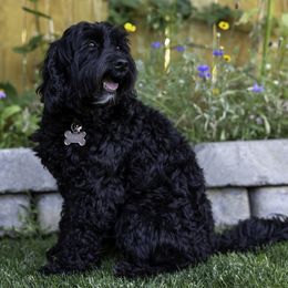 Lulu - Australian Labradoodle