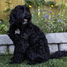 Lulu - Australian Labradoodle
