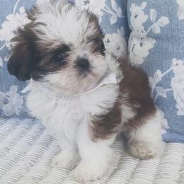 Michael - Brindle and white male Shih Tzu puppy in Jasper, Georgia from Tiny Bubbles Shih Tzus