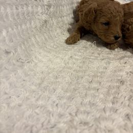 Pekingese and Poodle Puppies from Dogs lovers