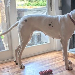 Lola - Great Dane