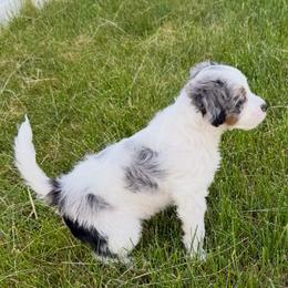 Baymax - Merle male Cavapoo puppy in Provo, Utah from Hales Wagging Tails