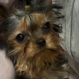 Rosie - Black and gold female Yorkshire Terrier puppy in Fredericksburg, Indiana from Yorkie Blessings