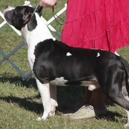 American Staffordshire Terrier puppies from Woodshire AST Kennel