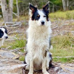 Border Collies from Margaret's Border Collies