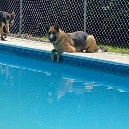 German Shepherd All Grown Up from Angel Oak German Shepherds