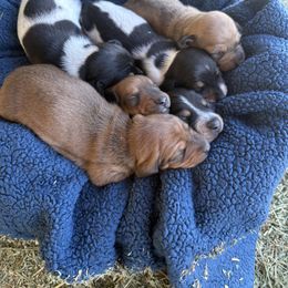 Dachshund Puppies from Brooke Brumley