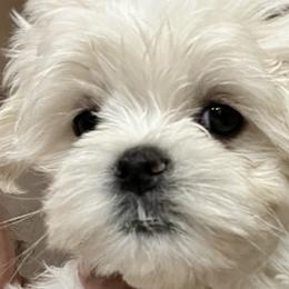 Biewer Terriers, Maltese, and Morkies from Jenn’s Georgia Morkies and Biewer Terriers
