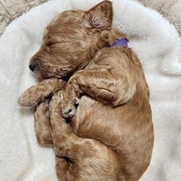 Sasha - Red  female Poodle puppy in Spartanburg, South Carolina from Taya's Pups
