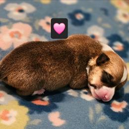 Tweety - Red female Pembroke Welsh Corgi puppy in Frontenac, Kansas from Holloway Corgis