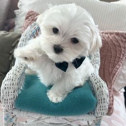 Maltese puppies from Carisma Maltese