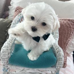 Maltese puppies from Carisma Maltese