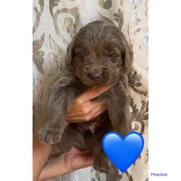 Truman (Dash) - Gray male Newfoundland puppy in New Paris, Ohio from Beatty Newfies