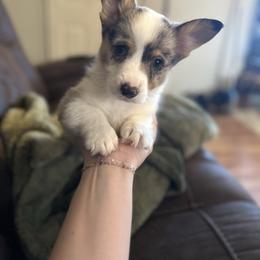 Grey Collar - Blue merle and white male American Corgi puppy in Crossville, Tennessee from MKC Farms