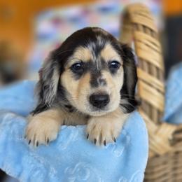 Othello - Dapple male Dachshund puppy in Grants Pass, Oregon from vom Treuen Wachter