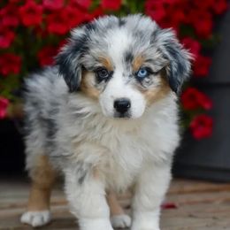 Saki- Purple Collar - Blue merle female Australian Shepherd puppy in Prineville, Oregon from KC’s Aussies