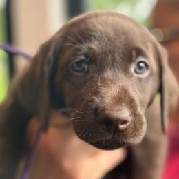 Purple Collar - Chocolate female Labrador Retriever puppy in Winchester, Kentucky from Bourbon Country Retrievers