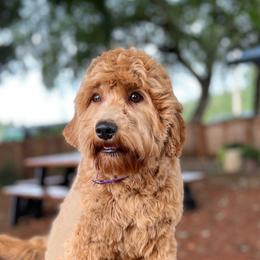 Mabel - Australian Labradoodle
