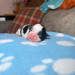 Sylvester - Black and white male Shih Tzu puppy in Phoenix, Arizona from Spoiled ShihTzu LLC