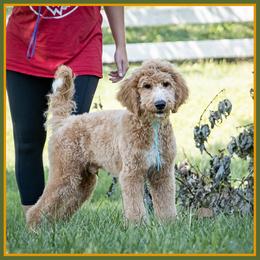 Spencer - Red  male Goldendoodle puppy in Connersville, Indiana from Deaz Doodle Ranch