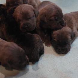 Boy 3 - Gray male Cane Corso puppy in Nashville, Tennessee from Prestigious K9